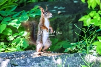 Eurasian Red squirrel foraging