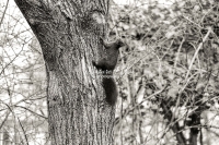 European squirrel climbing up a tree in Bavaria
