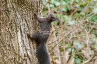 European squirrel climbing up a tree in Bavaria