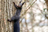 European squirrel crawling up a tree in Bavaria