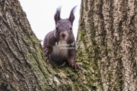 European squirrel sitting in a tree crotch