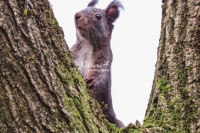 European squirrel sitting in a tree crotch