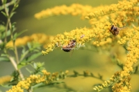 Honey bees collecting pollen in Bavaria