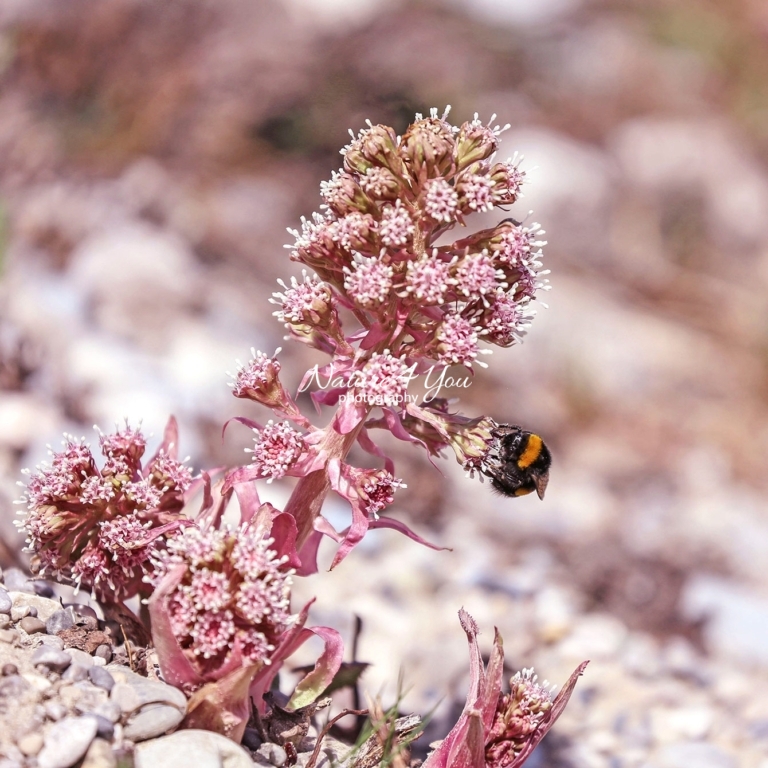 Bumblebee Germany Bavaria