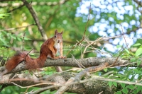 Eurasian red squirrel resting on a tree