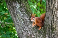 Eurasian red squirrel sitting in a tree fork