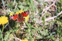 European Peacock butterfly in a flowery area in Bavaria