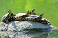 Red-eared slider turtles resting on a rock protuding out of water in Bavaria