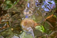Red-eared slider turtle in Bavaria