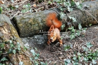 Eurasian Red squirrel chewing on a nut in a backyard in Bavaria