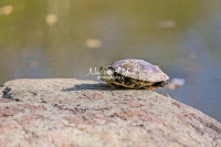 Red-Eared Slider turtle sunbathing on a rock surrounded by water