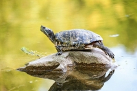 Red-eared slider turtle in Bavaria