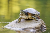 Red-Eared Slider turtle sunbathing on a rock surrounded by water