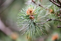 Grove snail on a pine branch in Bavaria