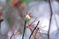 Grove snail on a fig in Bavaria