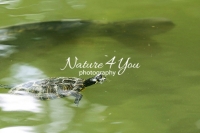 Red-Eared Slider turtle swimming in a pond in Bavaria