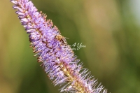 Honey bee collecting pollen in a flowery area in Bavaria