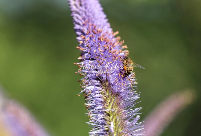 Honey Bee on a flower in Bavaria