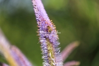 Honey bee collecting pollen in a flowery area in Bavaria
