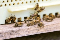 Honey bees collecting pollen in Bavaria
