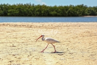 White Ibis Everglades Florida