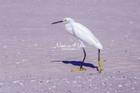 Snowy Egret Everglades Florida