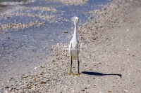 Snowy Egret Everglades Florida