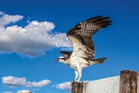 Osprey Everglades Florida