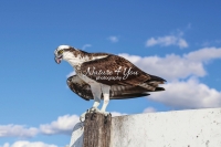 Osprey Everglades Florida