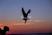 Vultures at Sunset Everglades Florida