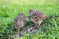 Burrowing Owls Everglades Florida