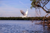 Great Egret Everglades Florida