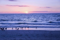 Sandpipers Everglades Florida