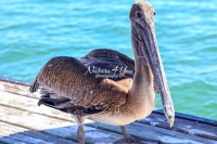 Brown Pelican Everglades Florida