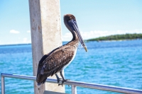 Brown Pelican Everglades Florida