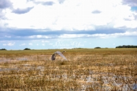 Great Blue Heron Everglades Florida