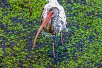 White Ibis Everglades Florida