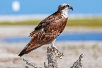 Osprey Everglades Florida