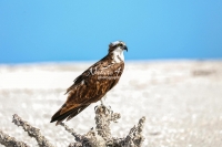 Osprey Everglades Florida