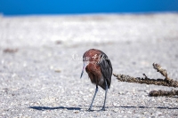 Reddish Egret Everglades Florida