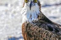 Osprey Everglades Florida