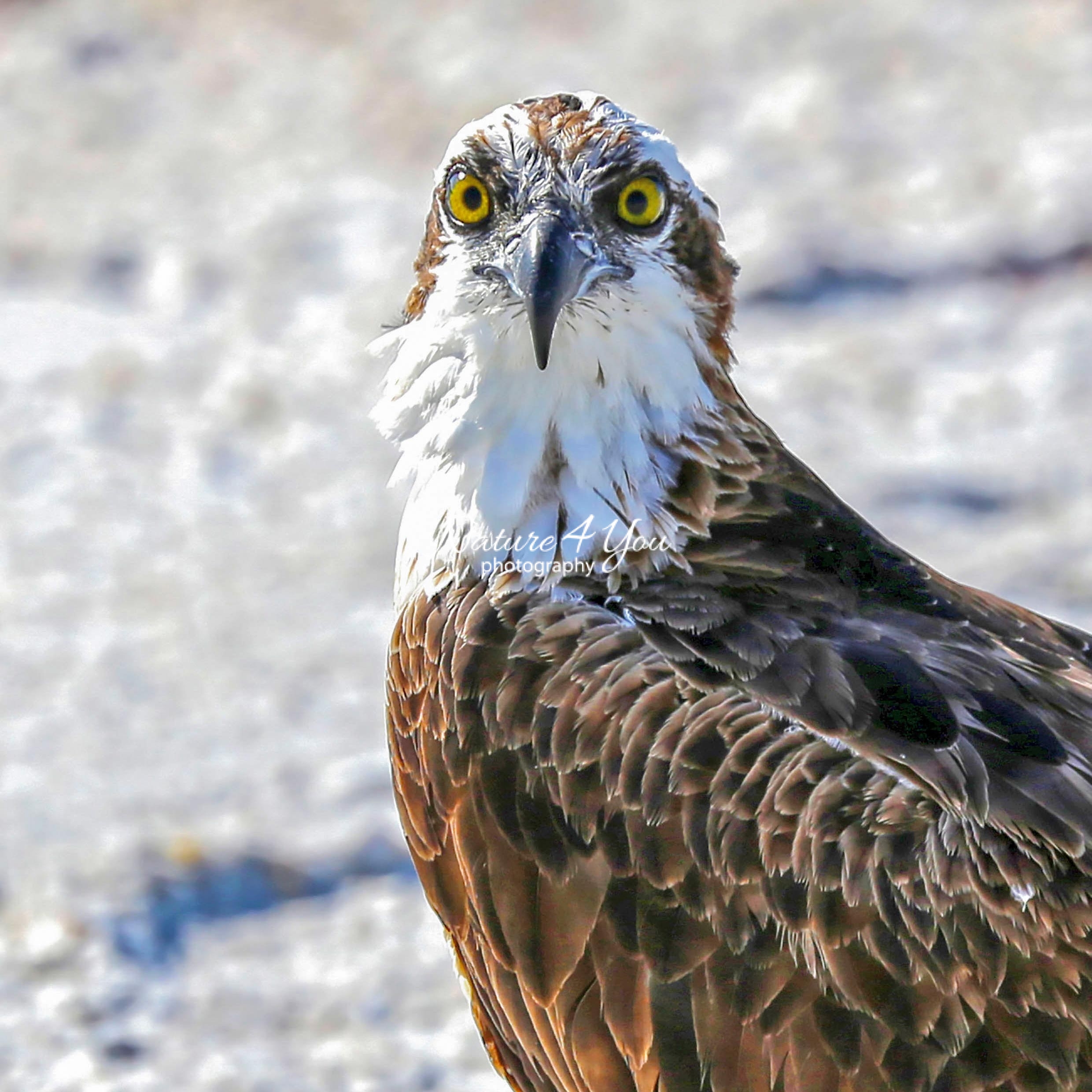 Birds Osprey Sea Hawk Nature4you photography