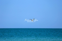 Black Skimmer Everglades Florida