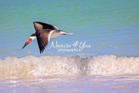 Black Skimmer Everglades Florida