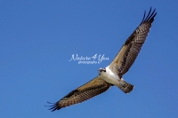 Osprey Everglades Florida