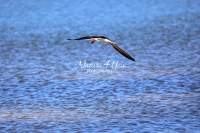 Black Skimmer Everglades Florida