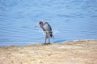 Reddish Egret Everglades Florida