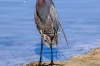 Reddish Egret Everglades Florida