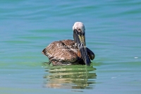 Brown Pelican Everglades Florida
