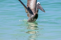 Brown Pelican Everglades Florida
